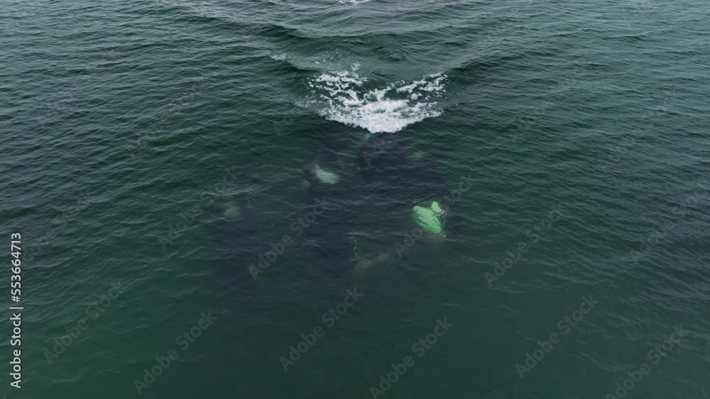 Killer whales divide the prey. Rivers of blood in ocean water. Aerial photography at a low altitude of 4k. Killer whales divide the prey. Rivers of blood in ocean water. Aerial photography at a low altitude of 4k.