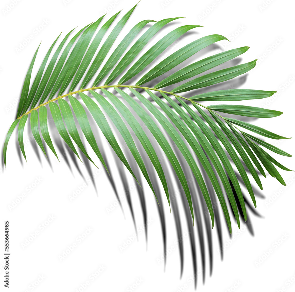 Obraz premium green leaf of palm tree with shadow on transparent png file