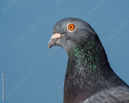 A Beautiful Common Pigeon Portrait Taken at the Lake After Sunrise