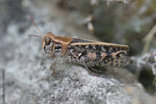 Closeup on a Mediterranean short-horned grasshopper , Calliptamu photo