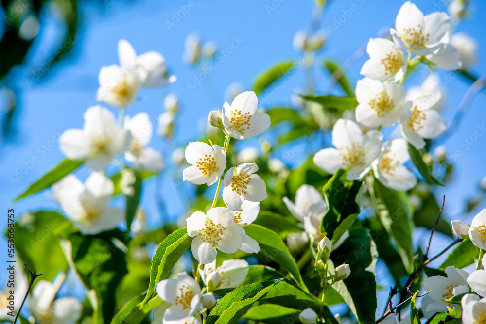 Fototapeta premium Jasmine blossom branch in the garden in spring