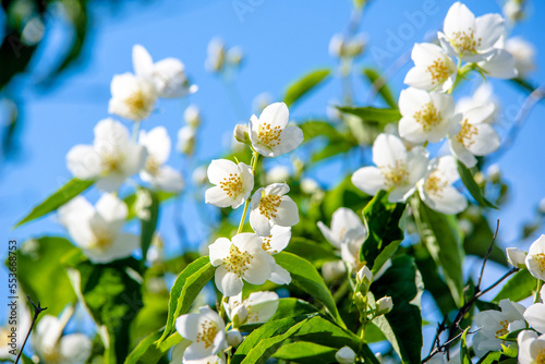 Fototapeta Naklejka Na Ścianę i Meble -  Jasmine blossom branch in the garden in spring
