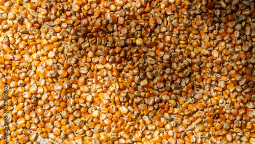 heap of corn kernels as background © 42L