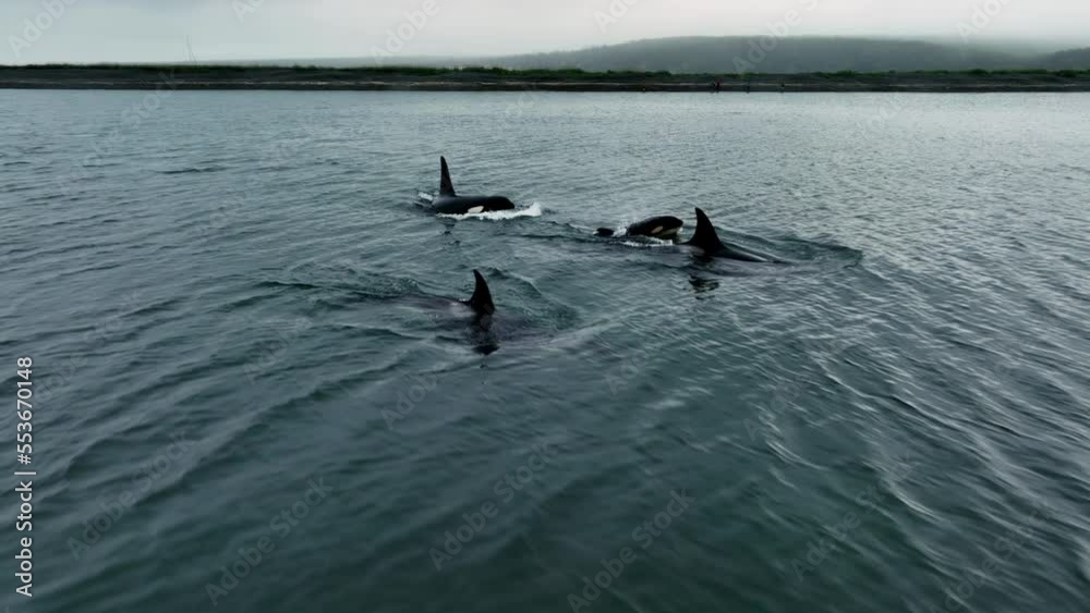 Killer whales simultaneously emerge from under the water and inhale air. Aerial photography of wildlife