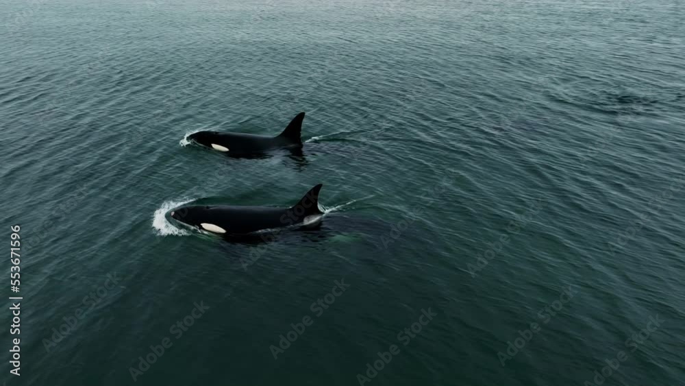 Three killer whales emerge from under the dark water. Wild underwater life.