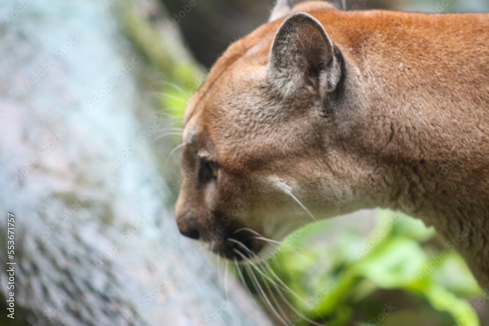 Naklejka premium Close up cougar
