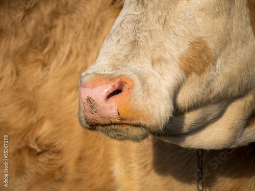nose of cow