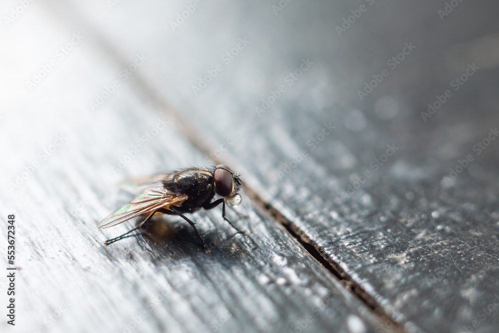 a fly landed on the table