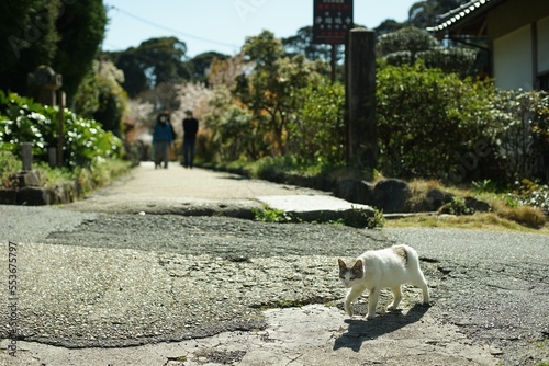 桜咲く京都・浄瑠璃寺の門前に住む猫 photo