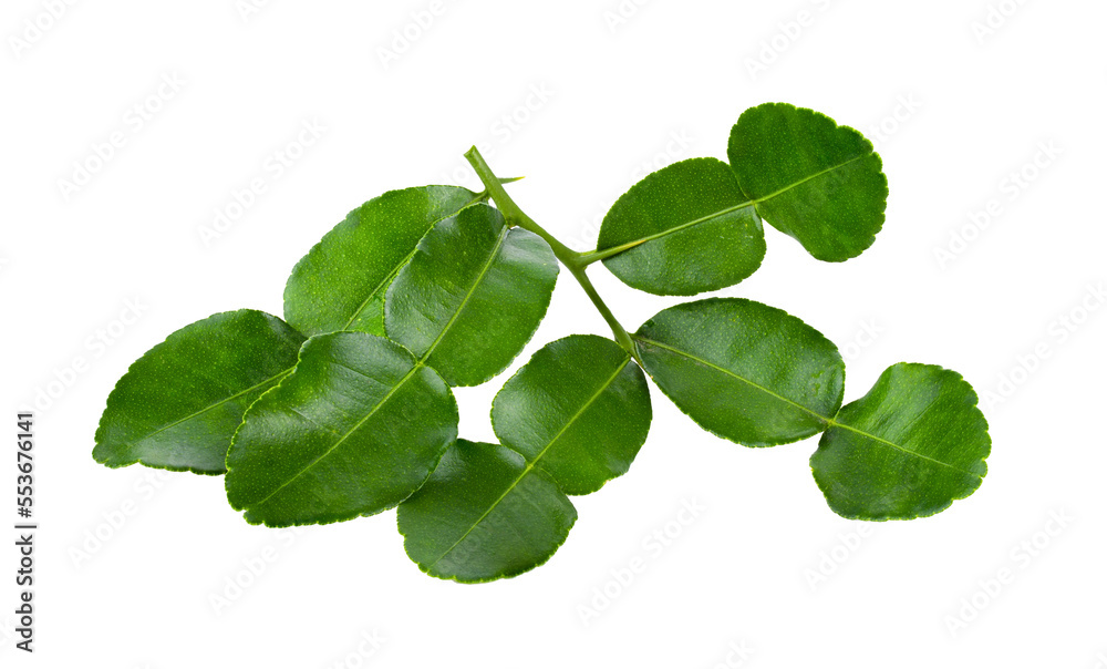 Bergamot leaf isolated on transparent png Bergamot leaf isolated on transparent png
