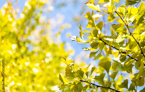 Close up of ginkgo leaves in the park