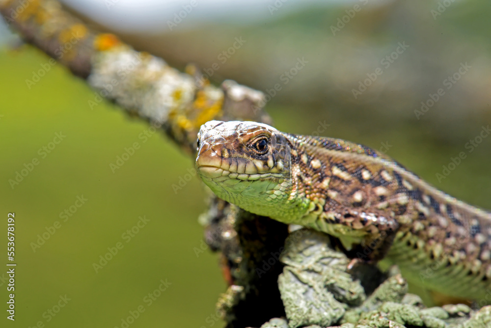 Naklejka premium Lizard posing on a branch, portrait, macro, Kharkiv, Ukraine
