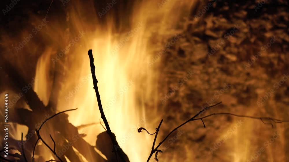 Bonfire closeup. Burning cherry branches. Campfire burning. Fireplace, branches in a fire