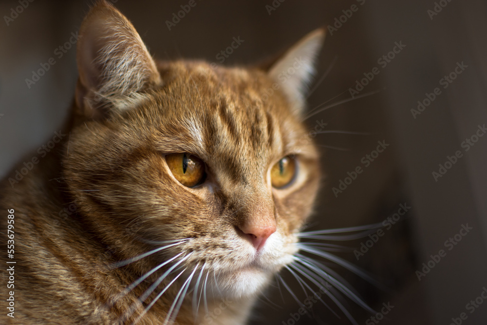 Portrait of an Adorable Domestic Cat Portrait of an Adorable Domestic Cat