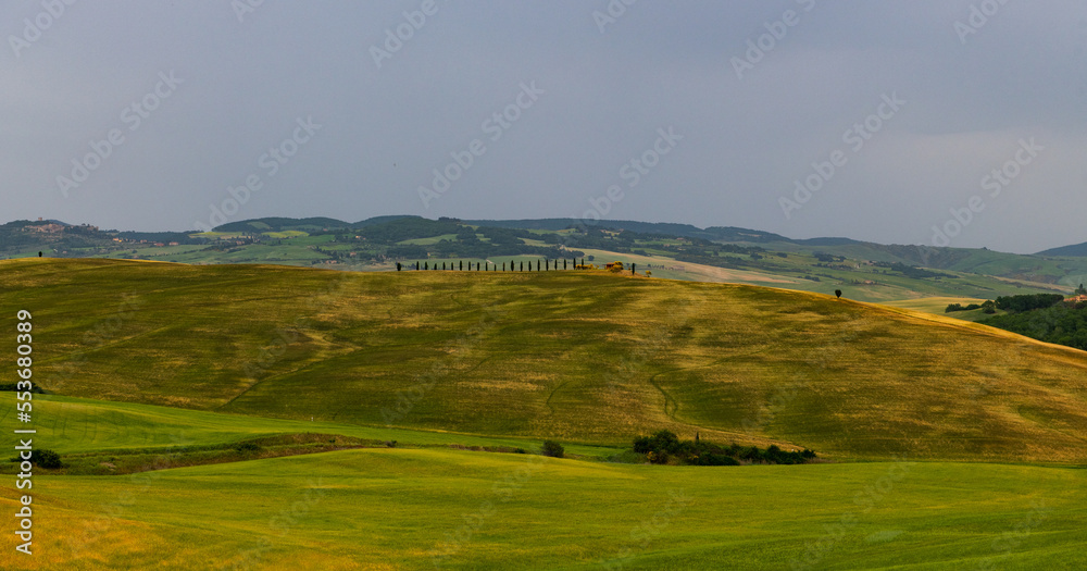 Fototapeta premium landscape of the Tuscany with its fields and typical trees and houses 