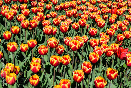 Many delicate vivid red and yellow tulips in full bloom in a sunny spring garden, beautiful outdoor floral background photographed with soft focus