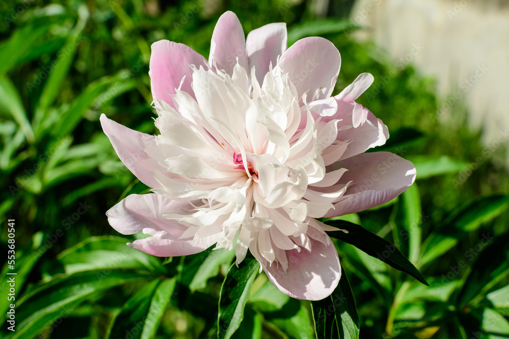Bush with one large delicate white and pink peony flower and green leavesin direct sunlight, in a garden in a sunny summer day, beautiful outdoor floral background photographed with selective focus Bush with one large delicate white and pink peony flower and green leavesin direct sunlight, in a garden in a sunny summer day, beautiful outdoor floral background photographed with selective focus