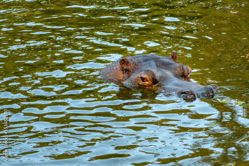 Hippopotame se baignant dans sa mare sortant sa tête de l'eau au zoo d'Ardes sur Couze dans le puy de dôme