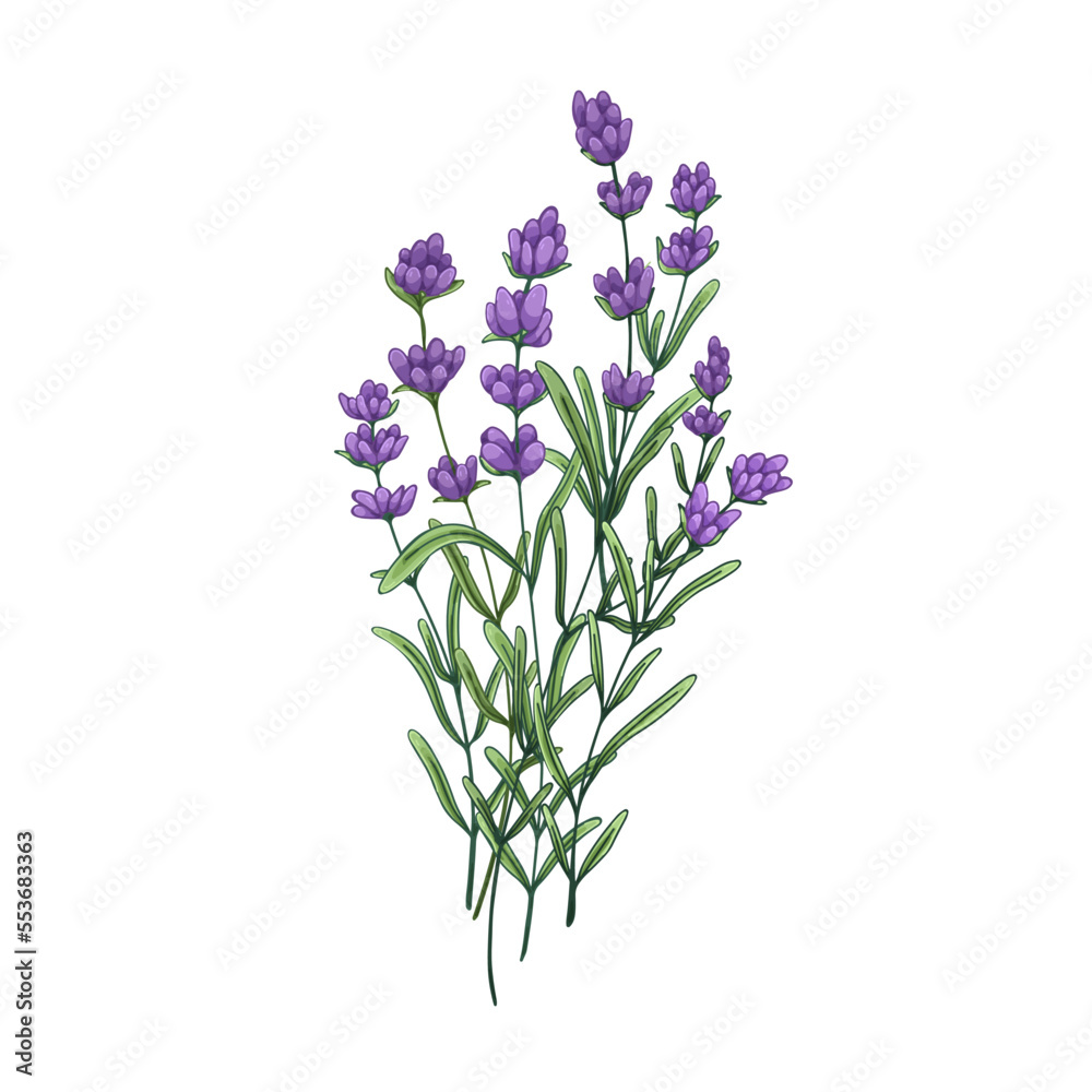 Lavender flower bunch. Field lavanda bouquet. Botanical drawing of lavendar. Aromatic floral blooms. French wildflowers. Vintage realistic drawn vector illustration isolated on white background