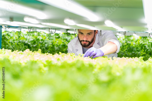 Εκτύπωση καμβά Male scientist analyzes and studies research in organic, hydroponic vegetables p