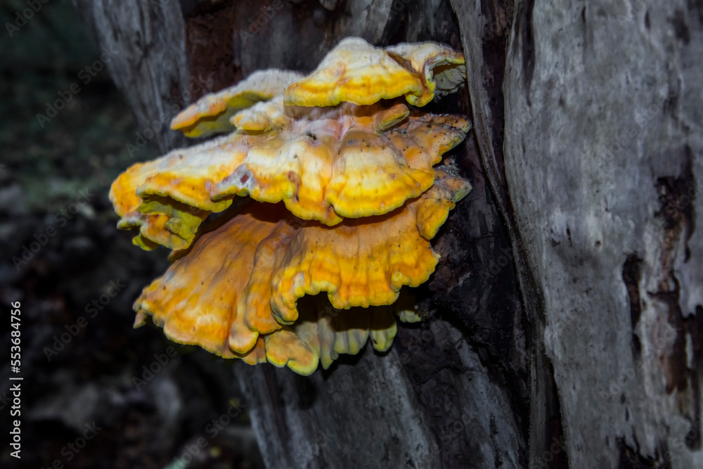 Yellow bracket fungus on the tree in autumn