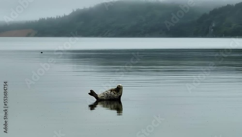 A big funny seal looks into the camera. ringed seal resting in shallow water.