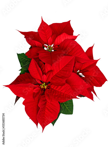 poinsettia flower with red and green leaves, symbol of Christmas, European spurge, star of Bethlehem, European poinsettia, top view, png, Flores de Noche Buena photo