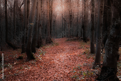 Wallpaper Mural Mysterious forest in the Carpathians, autumn in the mountains. Beautiful colorful leaves and beech trees. Magic forest and autumn path in the mountains Torontodigital.ca