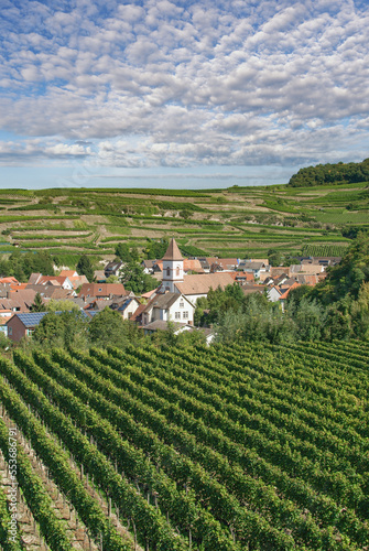 Weinort Achkarren Kaiserstuhl Weinregion Schwarzwald Baden-W  rttemberg Deutschland