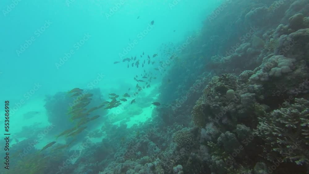 Large flock of mullets also know as yellowfin goatfish swim leisurely over the reef, red sea Egypt Large flock of mullets also know as yellowfin goatfish swim leisurely over the reef, red sea Egypt