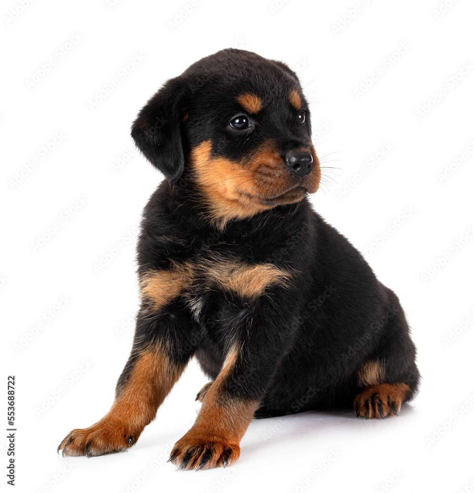 puppy rottweiler in studio