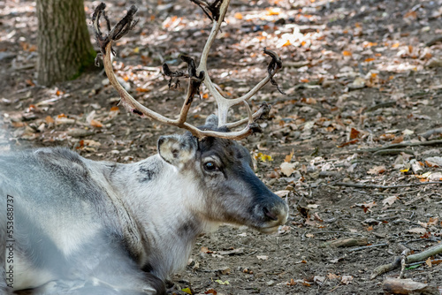 Elan avec ses magnifiques bois et sa robre en fourrure beige claire au zoo d'Ardes sur couze dans le puy de dôme photo