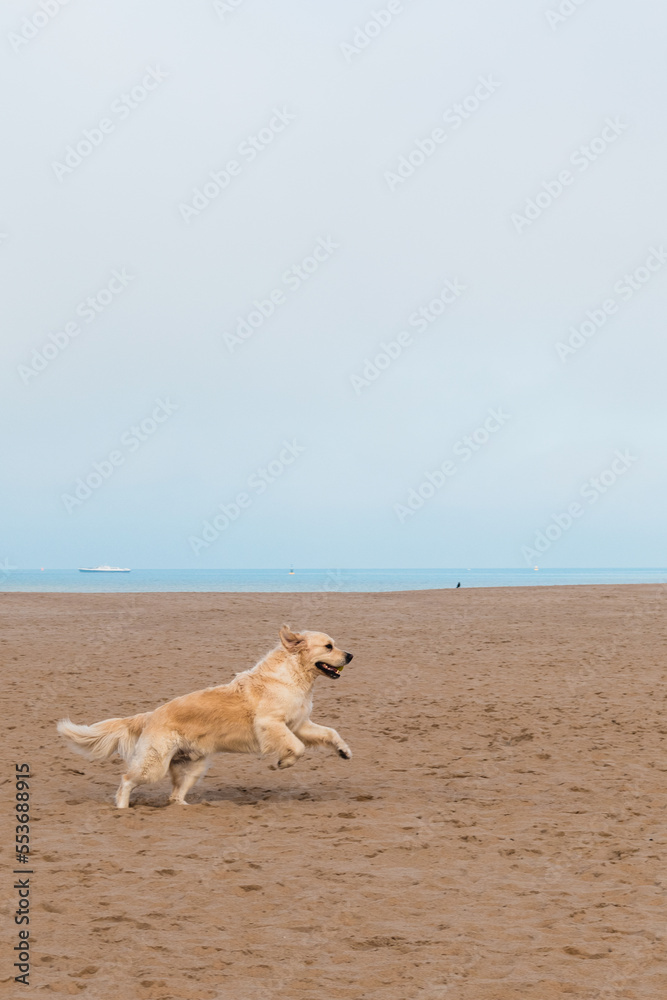 Curious dog at the beach. Curious dog at the beach.