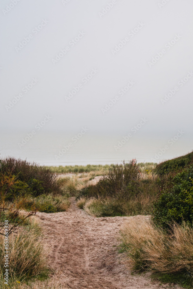 Path to the beach between weeds. Path to the beach between weeds.