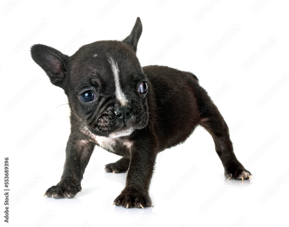 puppy french bulldog in studio