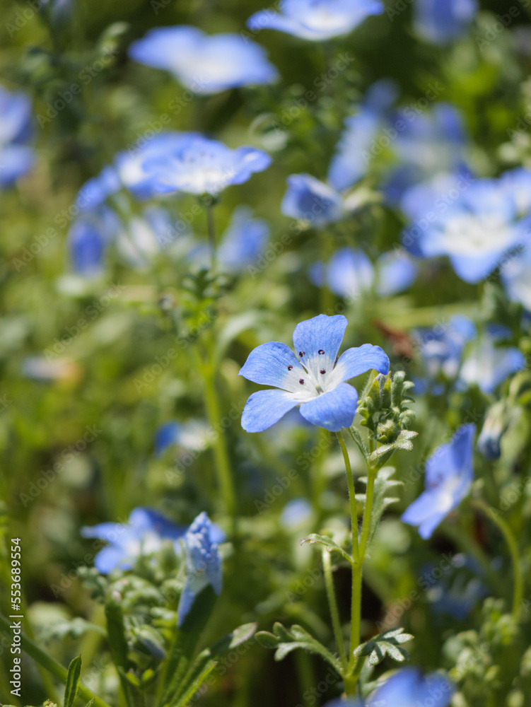Bright blue nemophila blooming in spring meadows Bright blue nemophila blooming in spring meadows