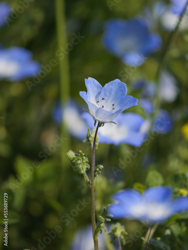 Bright blue nemophila blooming in spring meadows