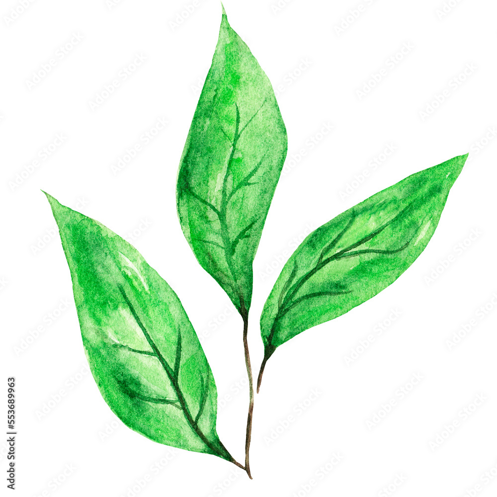 Handmade Watercolor leaves, Hand drawn leaves Handmade Watercolor leaves, Hand drawn leaves