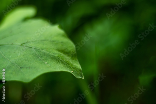 Photos Green leaf soft bokeh effect. Blur bokeh green leaves bokeh