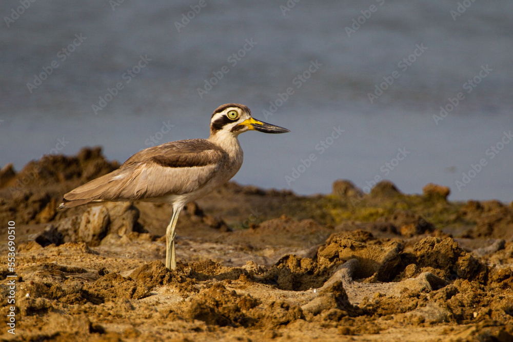 Great thick-knee searches along a lake shore for prey in Yala, Sri Lanka