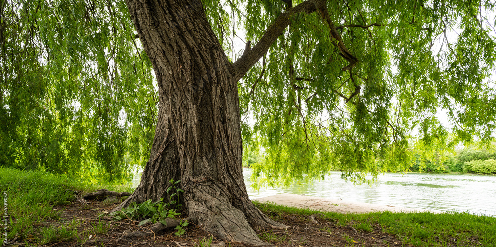 Fototapeta premium Weeping ground tree near a river in summer in Charente, France. High quality photo