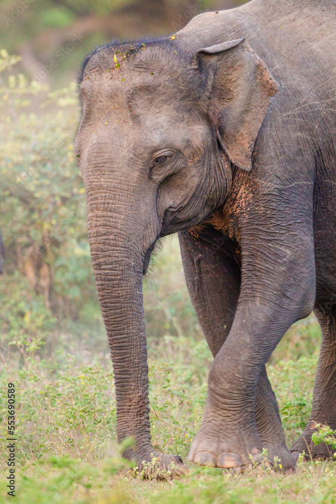 Mom and calf Asiatic elephant in Yala, Sri Lanka
