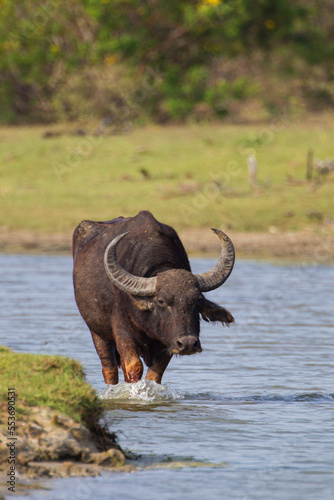 Male Asiatic buffalo cooling down in 
 a waterhole in Yala, Sri Lanka	