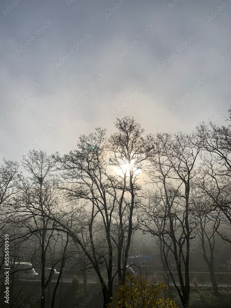 trees in the fog trees in the fog