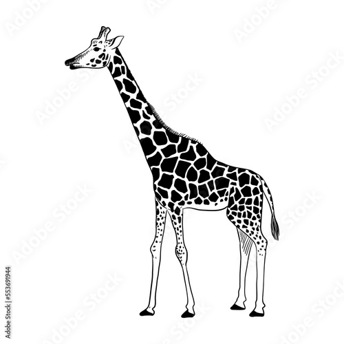 vector drawing sketch of animal, hand drawn giraffe , isolated nature design element