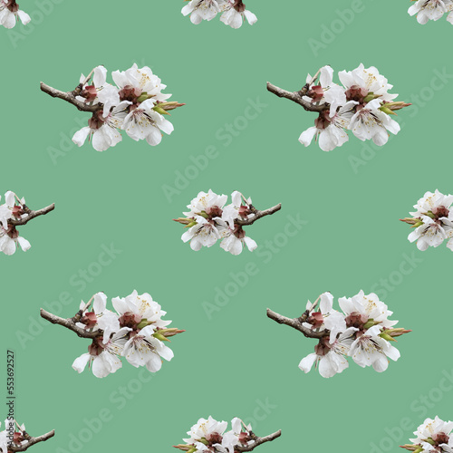 Seamless pattern of apricot blossom branch for celebration design on green mint background.. Beautiful floral background. Isolated flowers. Seamless floral pattern for fabric, textile, wrapping paper.