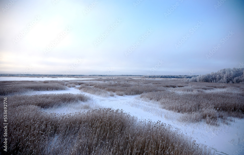 Winter landscape with lake full of dried reed covered with snow and clear sky above, selective focus