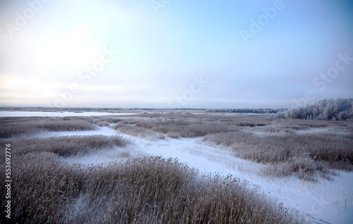 Winter landscape with lake full of dried reed covered with snow and clear sky above  selective focus