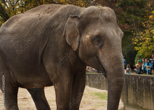 A young elephant with small ears and no tusks stands in the zoo in a close-up field, behind the forest and visitors