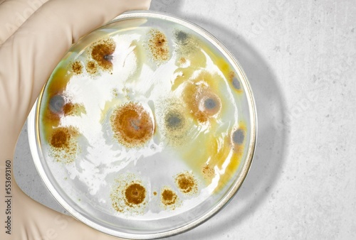 Scientific glass petri dish for test